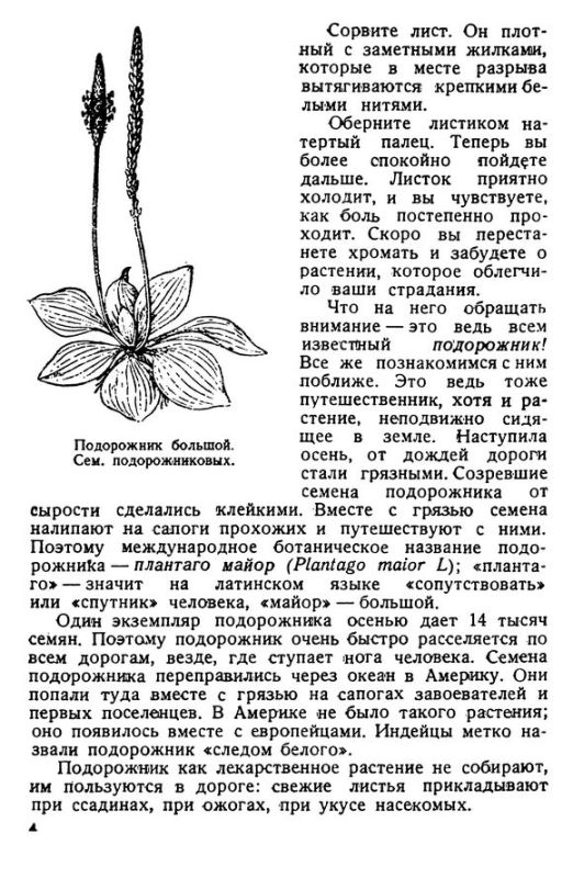 Лечебница в лесу