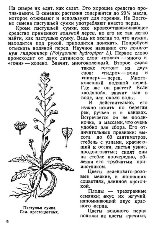 Лечебница в лесу